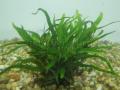 Akváriumi növények - Microsorum pteropus Narrow